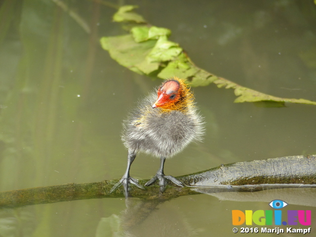 FZ030158 Coot chick standing on brench (Fulica atra)